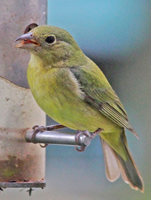 Female Painted Bunting